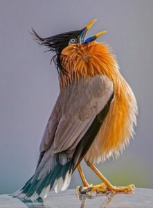 Singing Bird